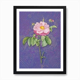 Vintage Speckled Provins Rose Botanical Illustration on Veri Peri n.0459 Art Print