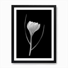 Black And White Crocus Art Print