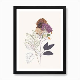 Hydrangea Root Spices And Herbs Minimal Line Drawing 1 Art Print