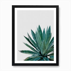 Agave Cactus Art Print