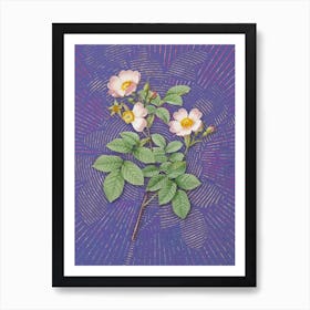 Vintage Short Styled Field Rose Botanical Illustration on Veri Peri Art Print