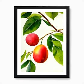 Guava 1 Italian Watercolour fruit Art Print