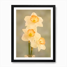 White Daffodils Art Print