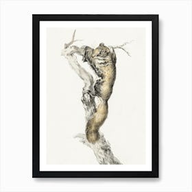Flying Squirrel, On A Branch, Jean Bernard Art Print