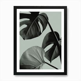 Monstera Green_2058253 Art Print