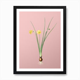 Vintage Daffodil Botanical on Soft Pink n.0239 Art Print