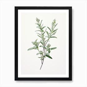 Wingter Savory Vintage Botanical Herbs 1 Art Print