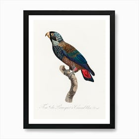 The Bronze Winged Parrot, From Natural History Of Parrots, Francois Levaillant Art Print