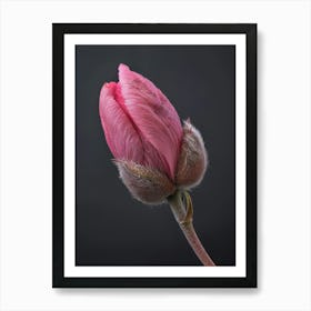 Pink Tulip 1 Art Print