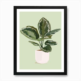 Ficus Plant 1 Art Print