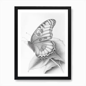 Comma Butterfly Greyscale Sketch 2 Art Print