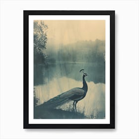 Vintage Peacock By The Lake Cyanotype Inspired 3 Art Print