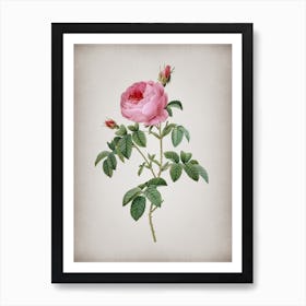 Vintage Provence Rose Bloom Botanical on Parchment n.0400 Art Print