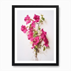 Pressed Flower Botanical Art Bougainvillea Art Print