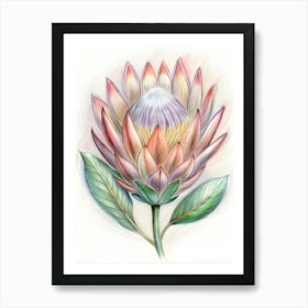 Protea Flower Art Print