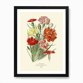 Carnations 2 Art Print