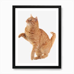 Cute Curious Cat  Art Print