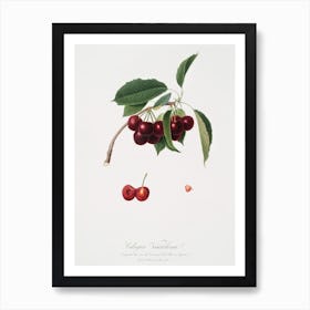 Cherry (Cerasus Visciola) From Pomona Italiana (1817 - 1839), Giorgio Gallesio Art Print