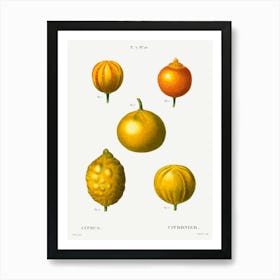 5 Types Of Bitter Orange, Sweet Lemon, And Sweet Lime, Pierre Joseph Redoute Art Print