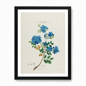 Blue Hibiscus Art Print