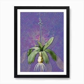 Vintage Scilla Lilio Hyacinthus Botanical Illustration on Veri Peri n.0664 Art Print