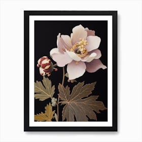 Flower Illustration Hellebore Art Print