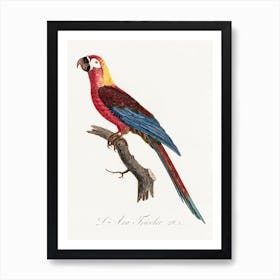 Cuban Macaw, From Natural History Of Parrots, Francois Levaillant Art Print