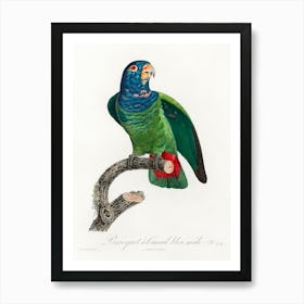 The Blue Headed Parrot From Natural History Of Parrots, Francois Levaillant Art Print