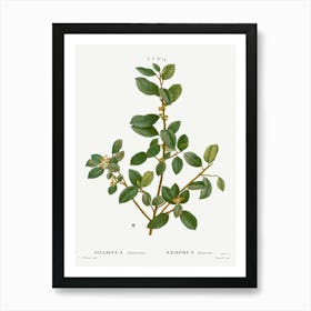 Italian Buckthorn, Pierre Joseph Redoute Art Print