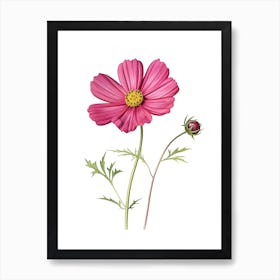 Cosmos Flower Vintage Botanical 2 Art Print