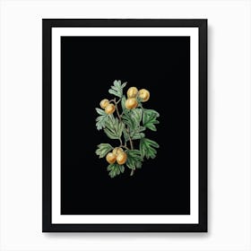 Vintage Aronia Thorn Flower Botanical Illustration on Solid Black n.0787 Art Print
