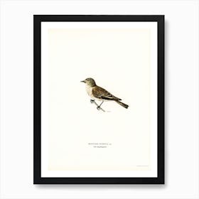 Spotted Flycatcher, The Von Wright Brothers Art Print