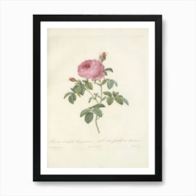 Rose Illustration, Pierre Joseph Redoute (47) Art Print