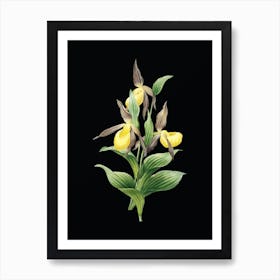 Vintage Sabot des Alpes Botanical Illustration on Solid Black n.0444 Art Print