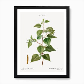 Black Birch, Pierre Joseph Redoute Art Print