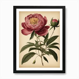 Peony Art Print