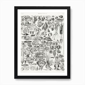 Mollusca, Oliver Goldsmith Art Print