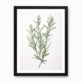 Rosemary Vintage Botanical Herbs 2 Art Print