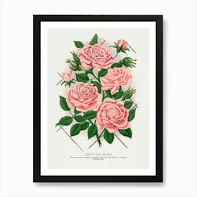 Vintage Botanical Pink Rose, Gem of the Prairie Lithograph Art Print _2697924 Art Print