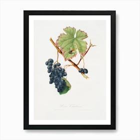 Barbera Grape (Vitis Vinifera) From Pomona Italiana (1817 - 1839), Giorgio Gallesio Art Print