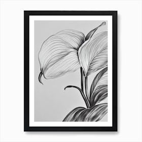 Anthurium B&W Pencil 1 Flower Art Print