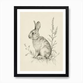 Cinnamon Rabbit Drawing 1 Art Print