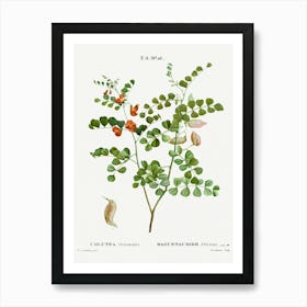 Blood Spotted Bladder Senna, Pierre Joseph Redoute Art Print