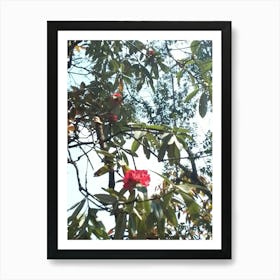 Rhododendrons In A Forest 5 By Binod Dawadi Art Print