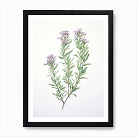 Thyme Vintage Botanical Herbs 4 Art Print