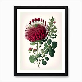 Red Clover Wildflower Vintage Botanical 2 Art Print