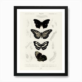 Collection Of Butterflies, Charles Dessalines D'Orbigny Art Print