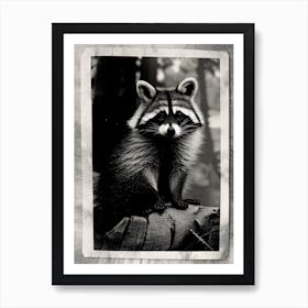 Forest Raccoon Vintage Photography Art Print