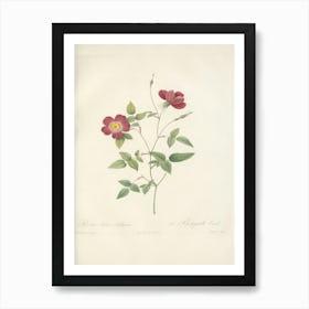 Rose Illustration, Pierre Joseph Redoute (53) Art Print