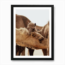 Mom and Baby 2 - Al Wathba Abu Dhabi UAE camel photo print - moody animal photography Art Print Art Print